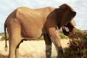 Nairobi: słonie, żyrafy, Karen Blixen i Bomas Tour