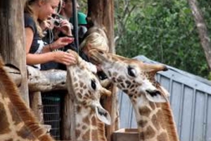 Nairobi: Elephants, Giraffes, Karen Blixen & Bomas Tour