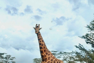 Nairobi : Explorez le parc de Hellsgate, la station thermale d'Olkaria et le lac Naivasha.