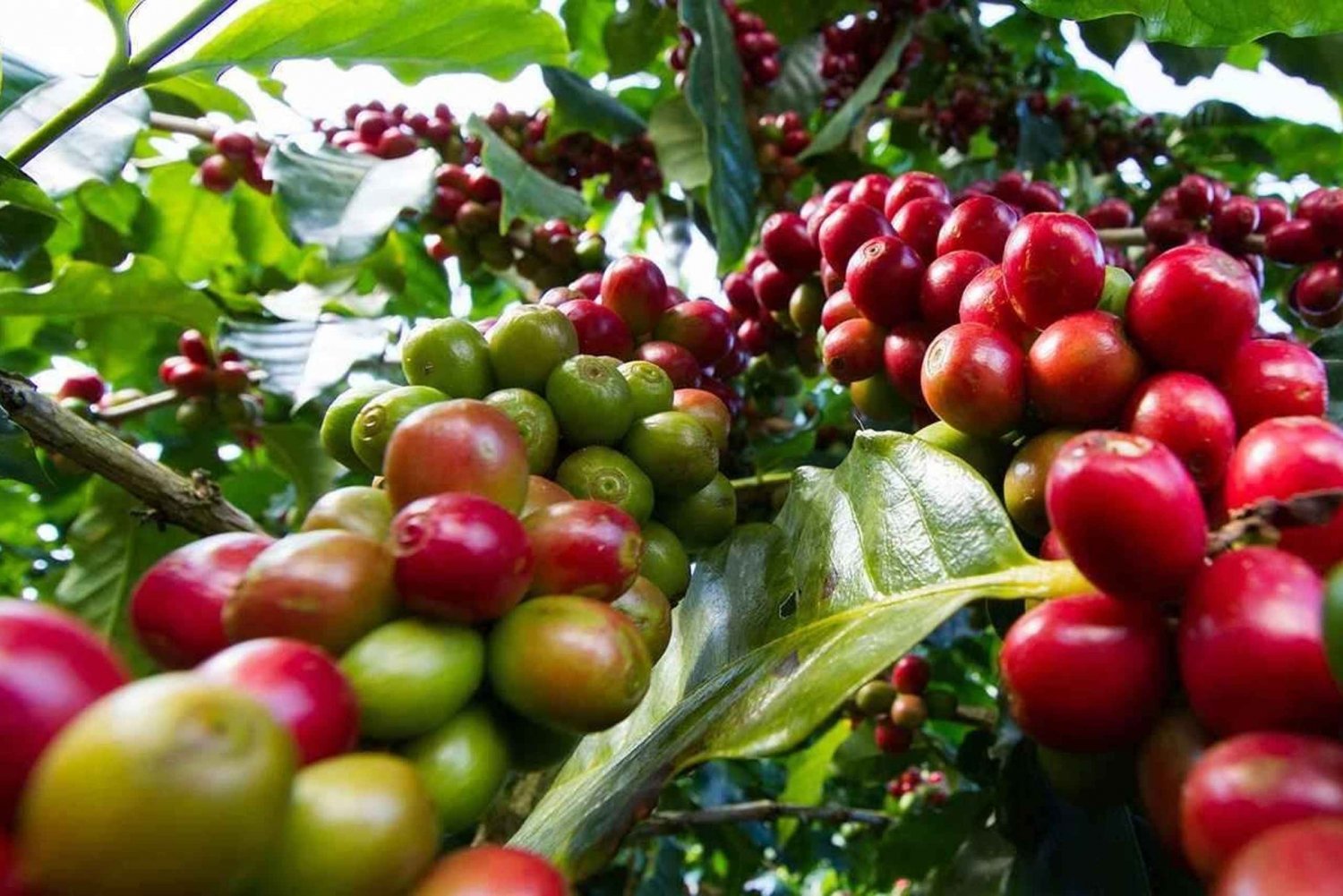 Nairobi: Fairview Coffee Estate Guided Tour with Tasting