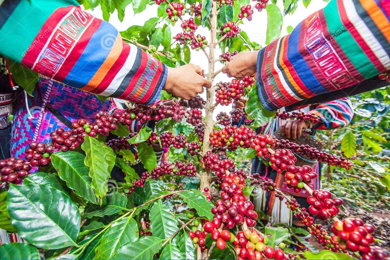 Nairobi: Fairview Coffee Estate Tour (Verkostung und Abholung)