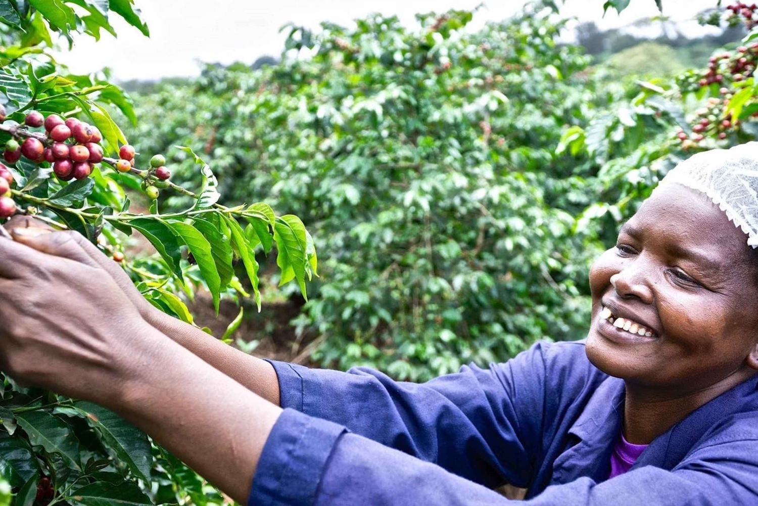 Nairobi: Fairview Coffee Estate Tour (Verkostung und Abholung)