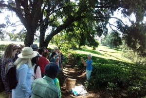 Nairobi: Fairview Coffee Estate Tour (Verkostung und Abholung)