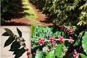 Nairobi: Fairview Coffee Estate Tour (Verkostung und Abholung)