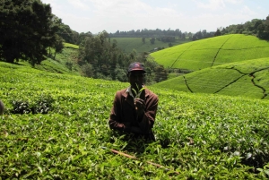 Nairobi: Fairview Coffee Estate Tour (Verkostung und Abholung)