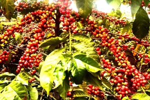 Nairobi: Fairview Coffee Estate Tour (Verkostung und Abholung)
