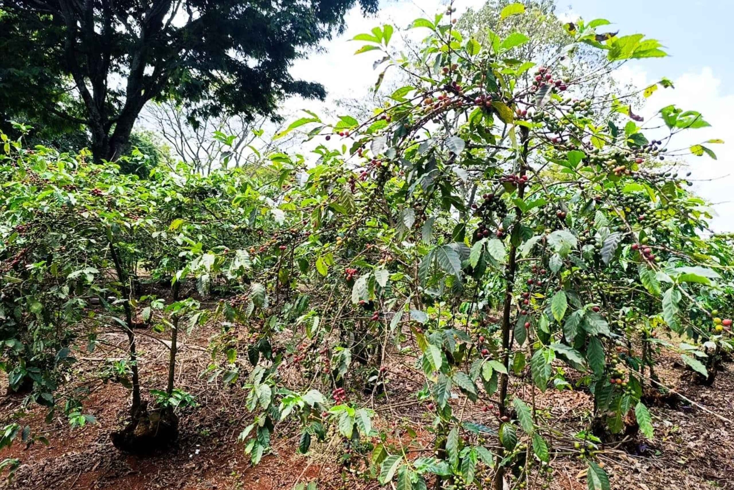 Nairobi : visite de la plantation de café Fairview avec prise en charge