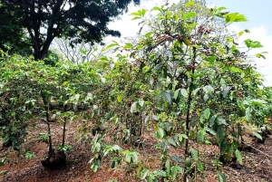 Nairobi : visite de la plantation de café Fairview avec prise en charge