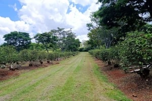 Nairobi : visite de la plantation de café Fairview avec prise en charge