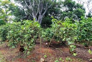 Nairobi : visite de la plantation de café Fairview avec prise en charge