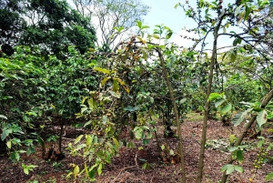 Nairobi : visite de la plantation de café Fairview avec prise en charge