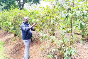 Nairobi : visite de la plantation de café Fairview avec prise en charge