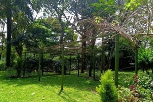 Nairobi : visite de la plantation de café Fairview avec prise en charge
