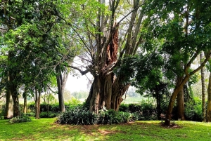 Nairobi : visite de la plantation de café Fairview avec prise en charge