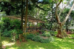 Nairobi : visite de la plantation de café Fairview avec prise en charge
