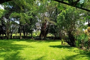 Nairobi : visite de la plantation de café Fairview avec prise en charge