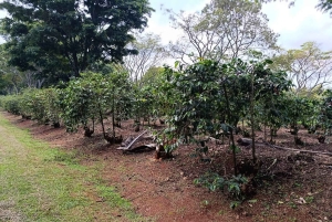 Nairobi : visite de la plantation de café Fairview avec prise en charge