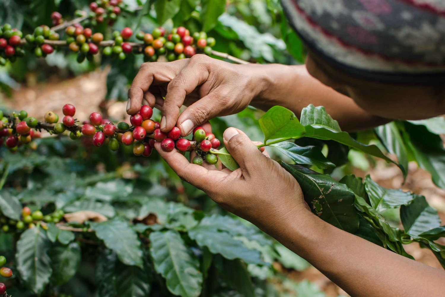 Nairobi: Fairview Coffee Estate-tur med smagning og afhentning