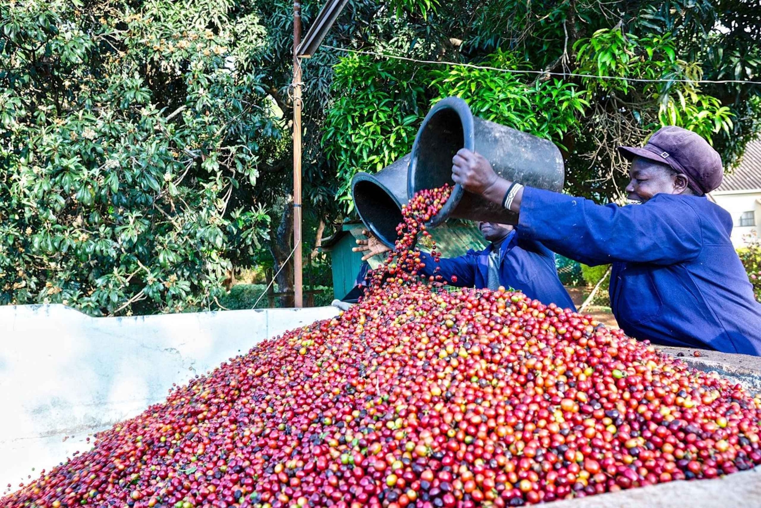 Nairobi: Fairview Coffee Estate-tur med smagning og afhentning
