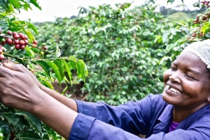 Nairobi: Fairview Coffee Estate-tur med smagning og afhentning