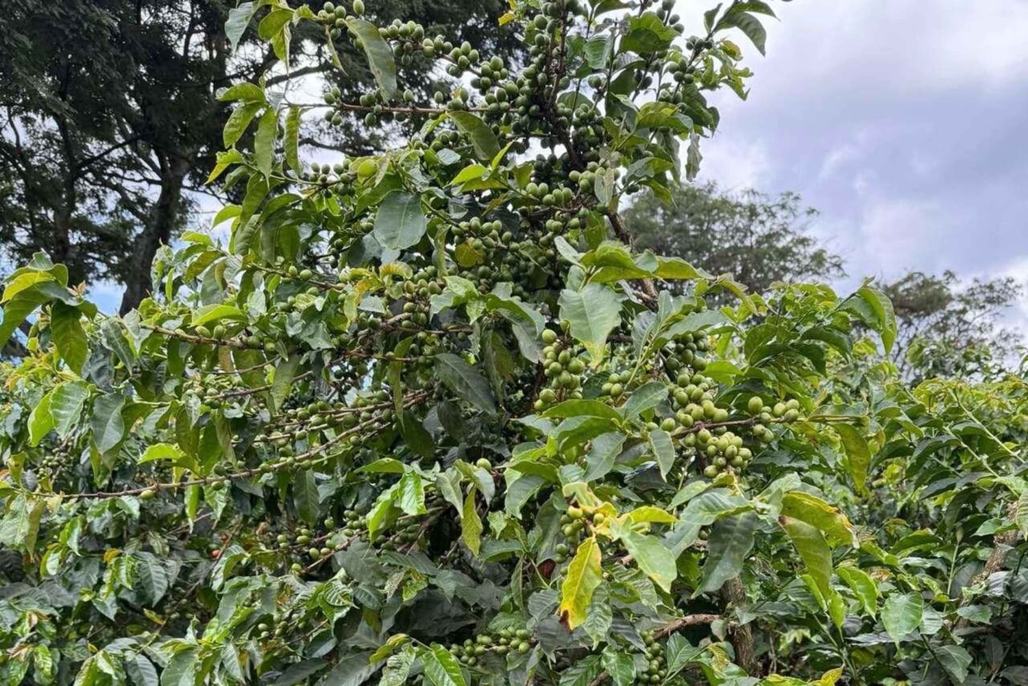 Nairobi: Tour por la finca cafetera Fairview con degustación