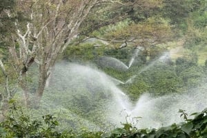 Nairobi: Tour por la finca cafetera Fairview con degustación