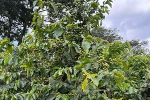 Nairobi: Tour por la finca cafetera Fairview con degustación