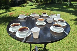 ナイロビ：送迎付きフェアビュー コーヒー エステート ツアー