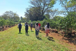 ナイロビ：送迎付きフェアビュー コーヒー エステート ツアー