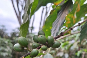 ナイロビ：送迎付きフェアビュー コーヒー エステート ツアー