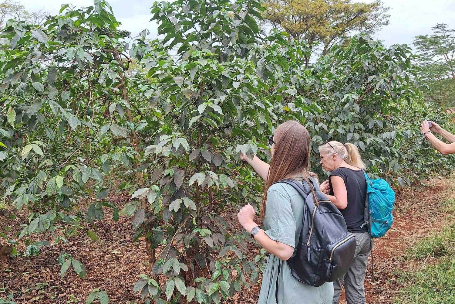 Nairobi: Dagsutflykt till Fairview Coffee Farm med upphämtning från hotell