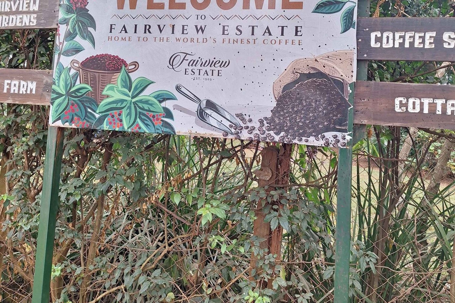 Nairobi: Dagsutflykt till Fairview Coffee Farm med upphämtning från hotell