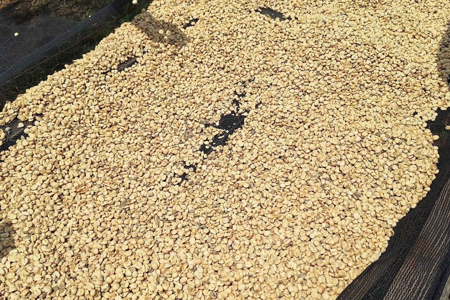 Nairobi: Dagsutflykt till Fairview Coffee Farm med upphämtning från hotell