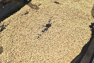 Nairobi: Dagsutflykt till Fairview Coffee Farm med upphämtning från hotell