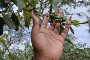 ナイロビ：フェアビューコーヒー農園ツアー（送迎付き）