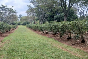 ナイロビ：フェアビューコーヒー農園ツアー（送迎付き）