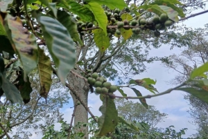 ナイロビ：フェアビューコーヒー農園ツアー（送迎付き）