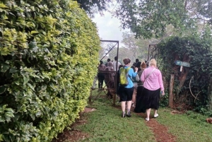 ナイロビ：フェアビューコーヒー農園ツアー（送迎付き）