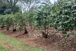 ナイロビ：フェアビューコーヒー農園ツアー（送迎付き）