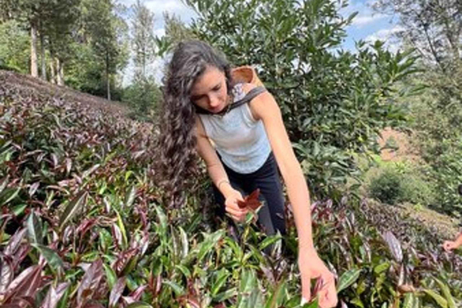 Nairobi: Dagstur til Gatura Greens Purple Tea Farm