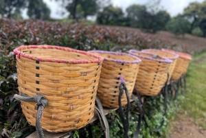 Nairobi: Dagstur til Gatura Greens Purple Tea Farm