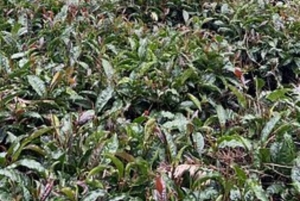 Nairobi: Dagstur til Gatura Greens Purple Tea Farm