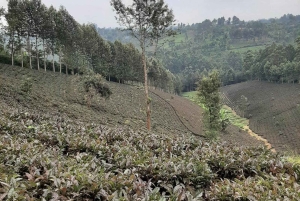 Nairobi: Dagstur til Gatura Greens Purple Tea Farm