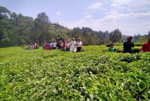Nairobi: Dagstur til Gatura Greens Purple Tea Farm