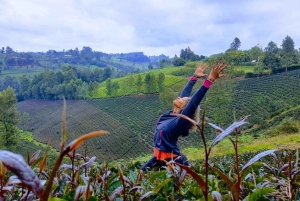 Nairobi: Dagstur til Gatura Greens Purple Tea Farm