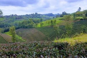 Nairobi: Dagstur til Gatura Greens Purple Tea Farm