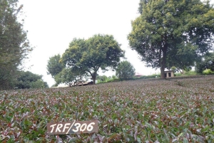 Nairobi: Dagstur til Gatura Greens Purple Tea Farm