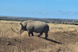 Nairobi: Giraffe Center and Karen Blixen Museum Tour