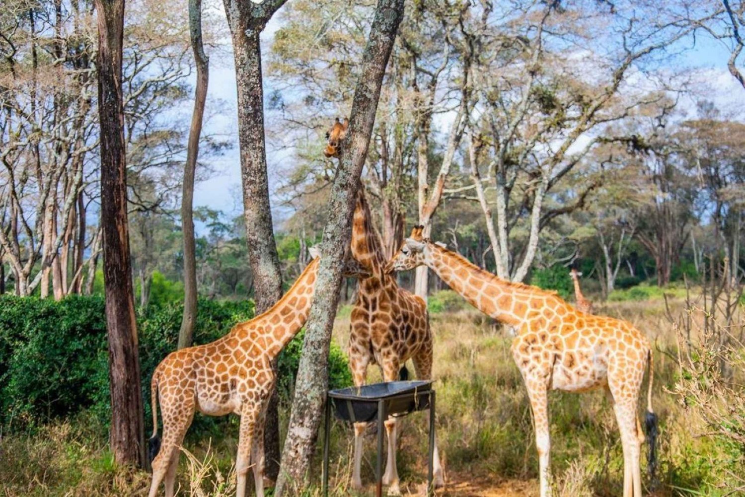 Nairobi Excursión de un día al Centro de las Jirafas