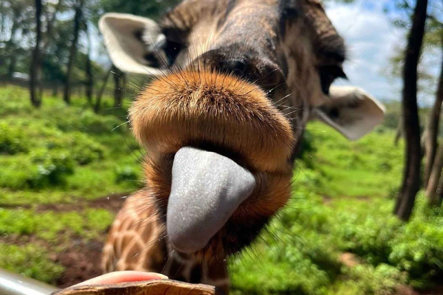 Nairobi: Giraffe Center Tagestour
